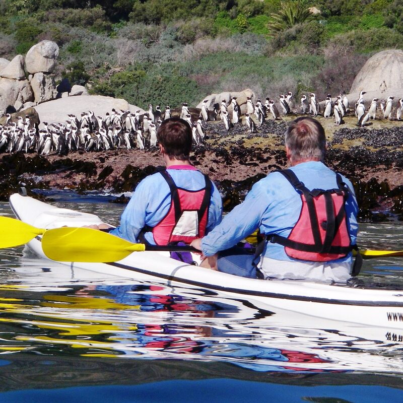 Tours in Boulders Beach 